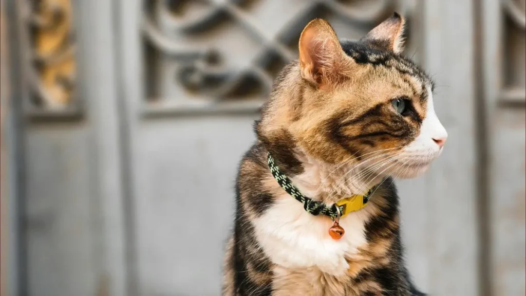 Microchipagem e Identificação de Pets Perdidos: Como Funciona 3 Microchipagem e Identificacao de Pets