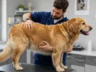 Obesidade canina