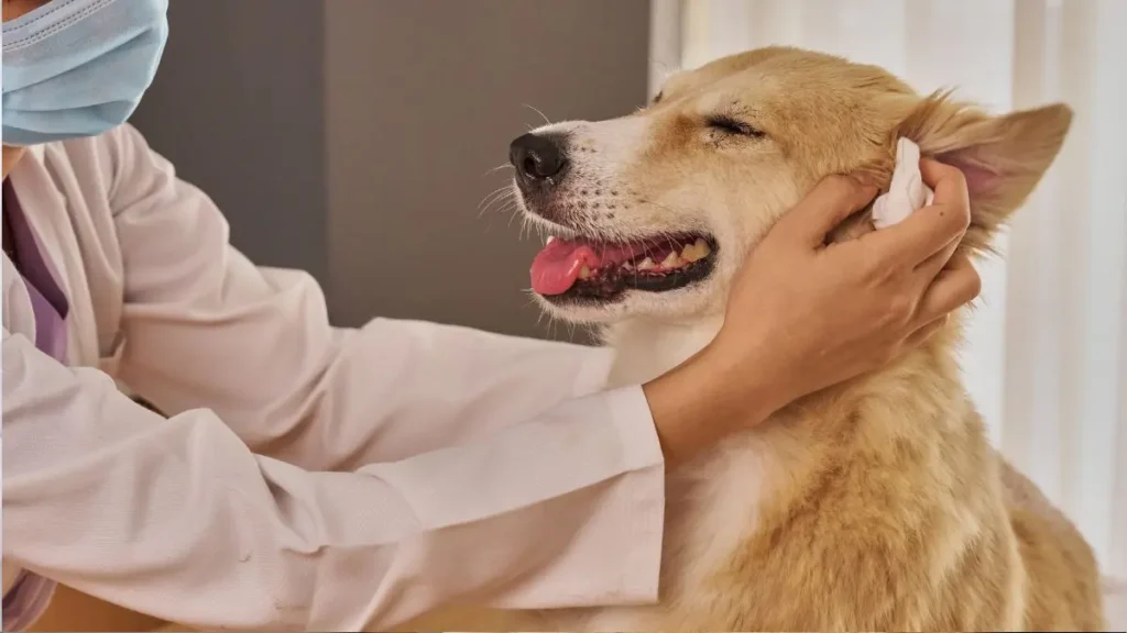 Otite em cães: sintomas, causas, tratamento e como prevenir 3 Otite caes