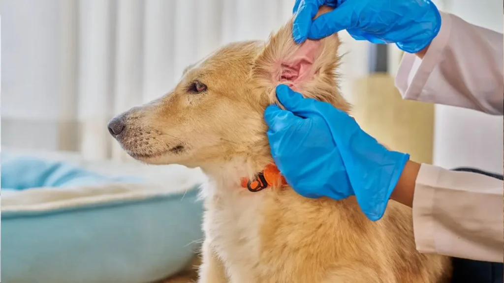 Otite em cães: sintomas, causas, tratamento e como prevenir 2 Otite canina