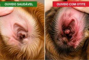 Otite em cães