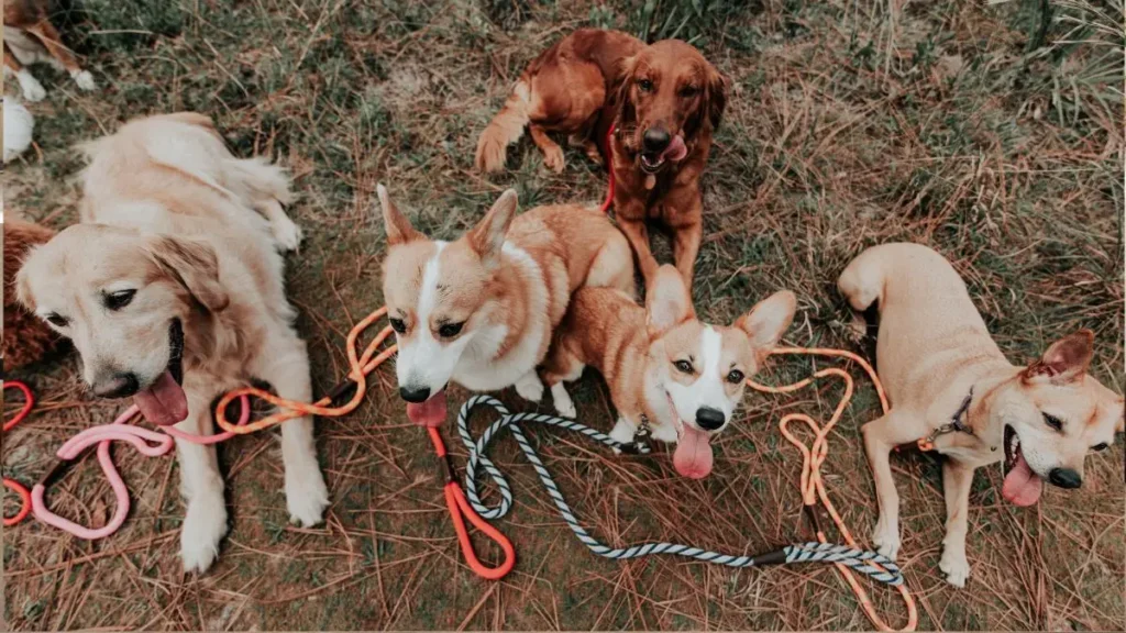 Guia de Raças de Cachorro: Como Escolher a Ideal para Você 3 Racas caninas