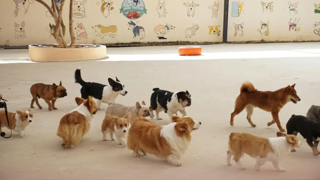 Guia de Raças de Cachorro: Como Escolher a Ideal para Você 2 Racas de caes