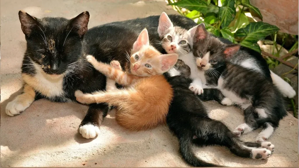Guias de Raças de Gato: Como Escolher o Felino Ideal para Você 3 Racas de felinos