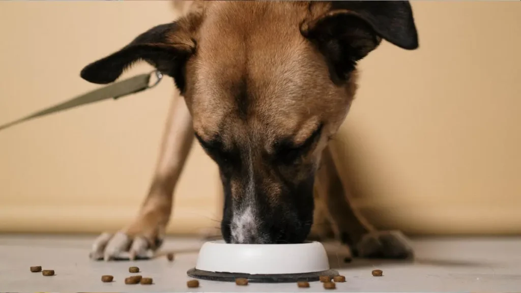 cachorro comendo