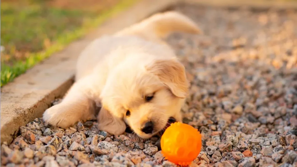 Primeiro mês com filhote de cachorro 2 cachorro filhote