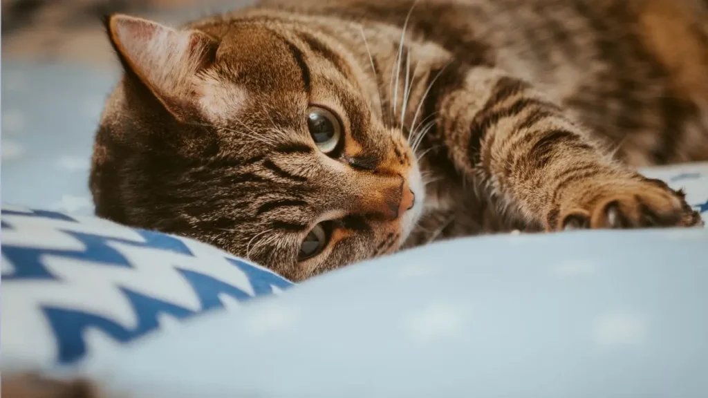 cama para felino