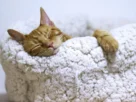 cama para gato