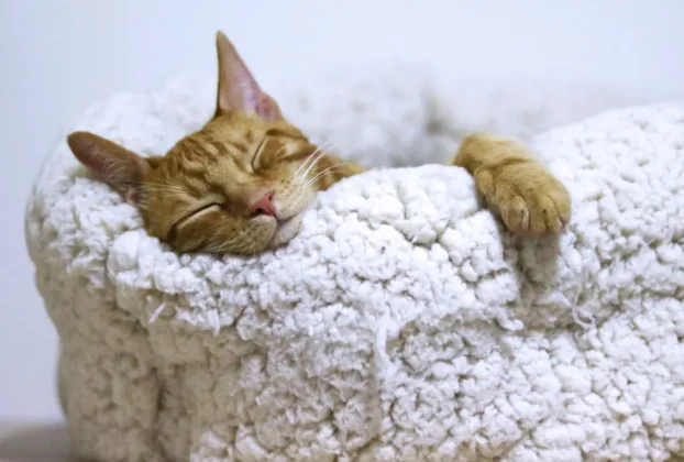 cama para gato