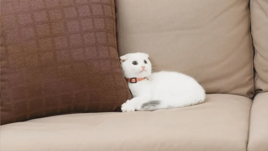 gato com medo