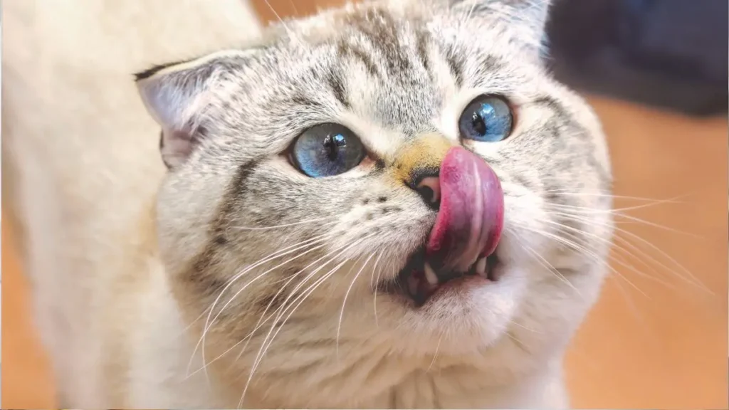 Gato vomitando bola de pelo (tricobezoar): quando é normal e quando preocupar 3 gato vomitando bola