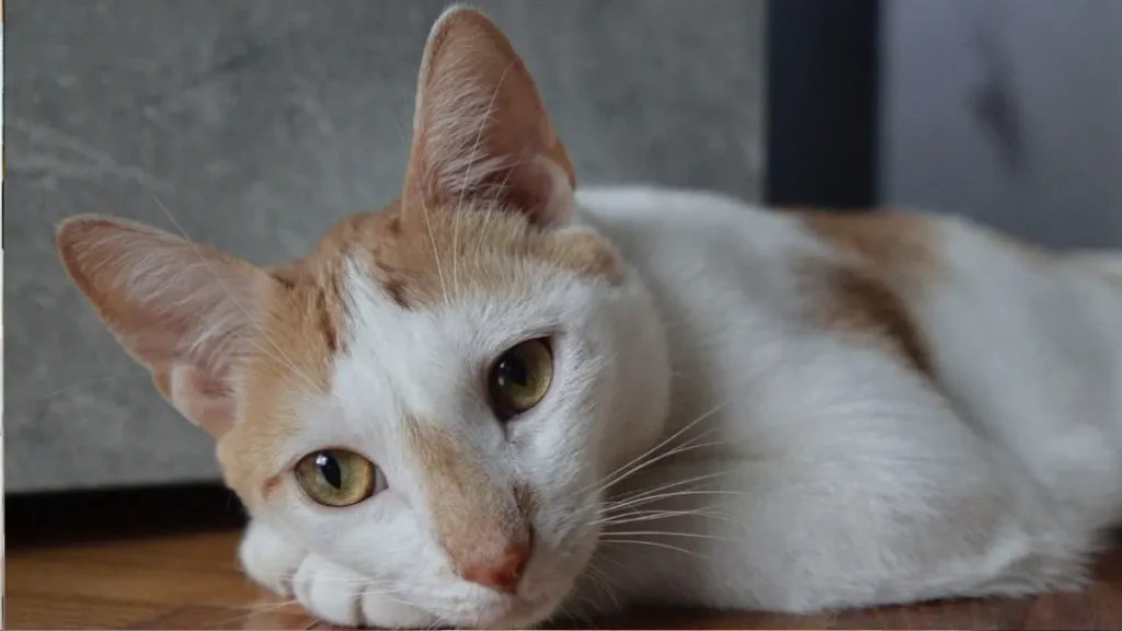 otite gatos