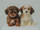 vermífugos para cães