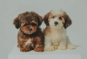 vermífugos para cães