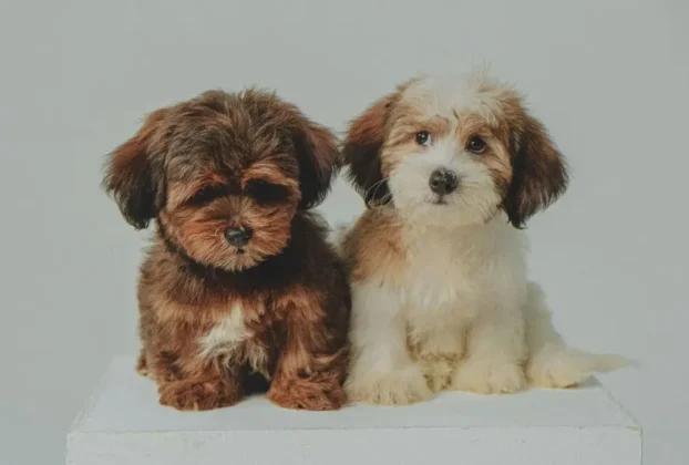 vermífugos para cães