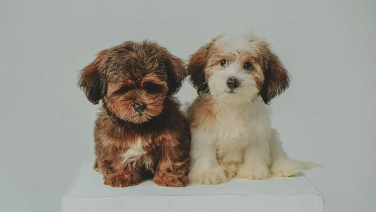 vermífugos para cães
