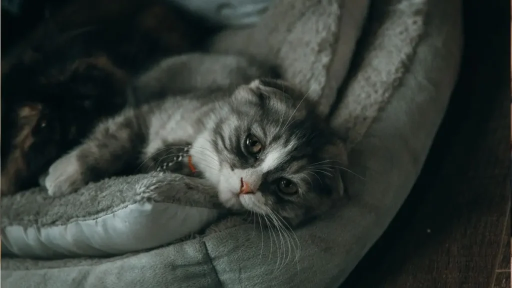 Antipulgas para gatos: como escolher e usar com segurança 2 Antipulgas felinos