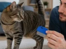 Antipulgas para gatos