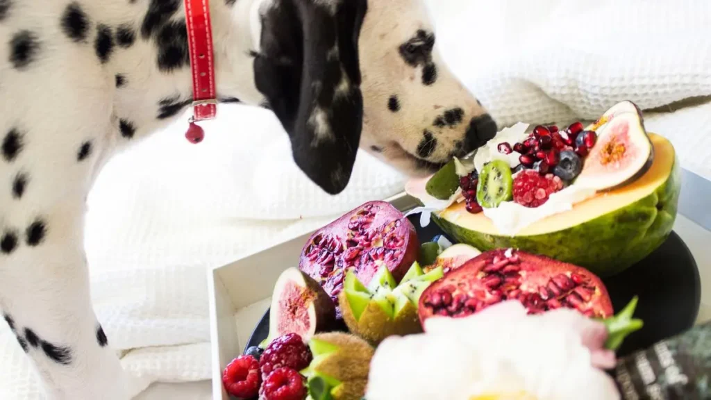 Dieta BARF para cães e gatos: benefícios, riscos e cuidados 2 BARF para caes 1