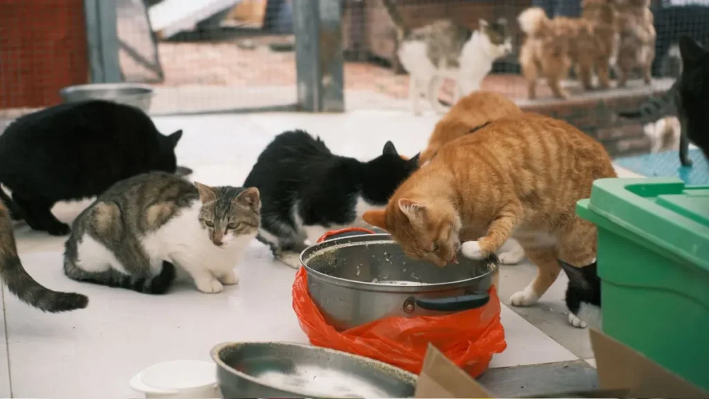 Dieta BARF para cães e gatos: benefícios, riscos e cuidados 3 BARF para gatos