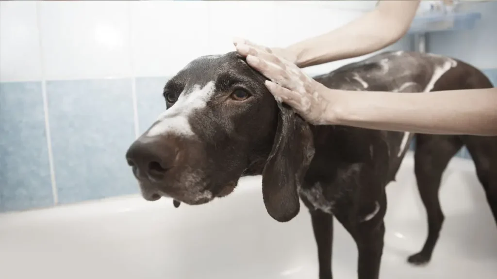 Banho em casa cachorro