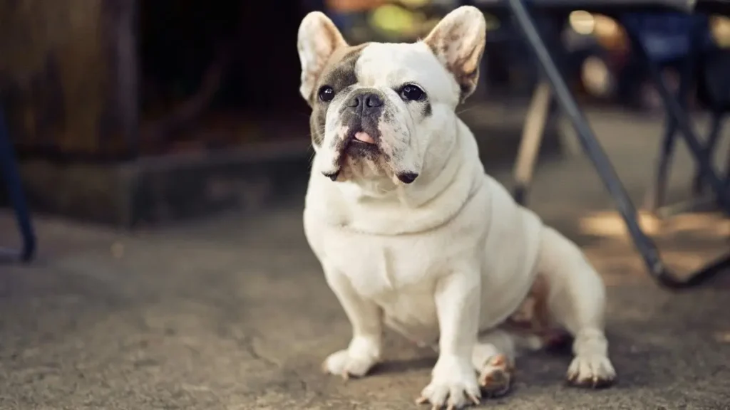 Bulldog Francês: Características, Cuidados, Saúde e Temperamento 2 Bulldog