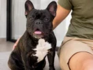 Bulldog Francês