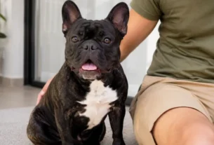 Bulldog Francês