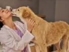 Cinomose canina
