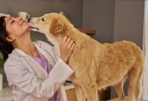 Cinomose canina