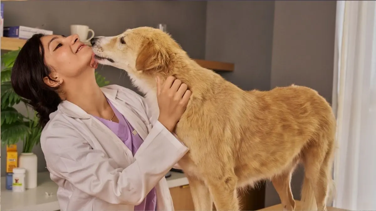 Cinomose canina: sintomas, transmissão e prevenção 1 Cinomose canina
