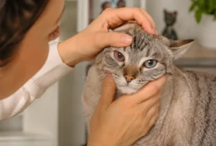 Conjuntivite em Gatos