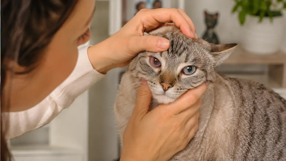 Conjuntivite em Gatos: Como Identificar e O Que Fazer 1 Conjuntivite em Gatos