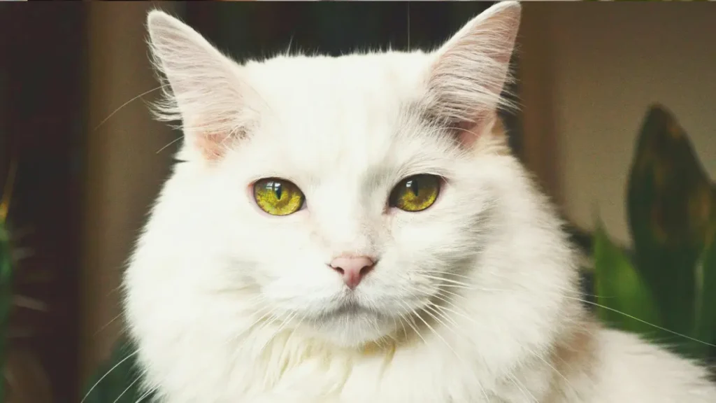 Conjuntivite em Gatos: Como Identificar e O Que Fazer 2 Conjuntivite felina