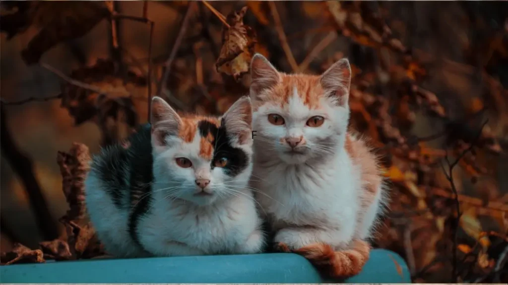 Coprofagia em Cães e Gatos: Causas, Riscos e Como Tratar 2 Coprofagia gatos