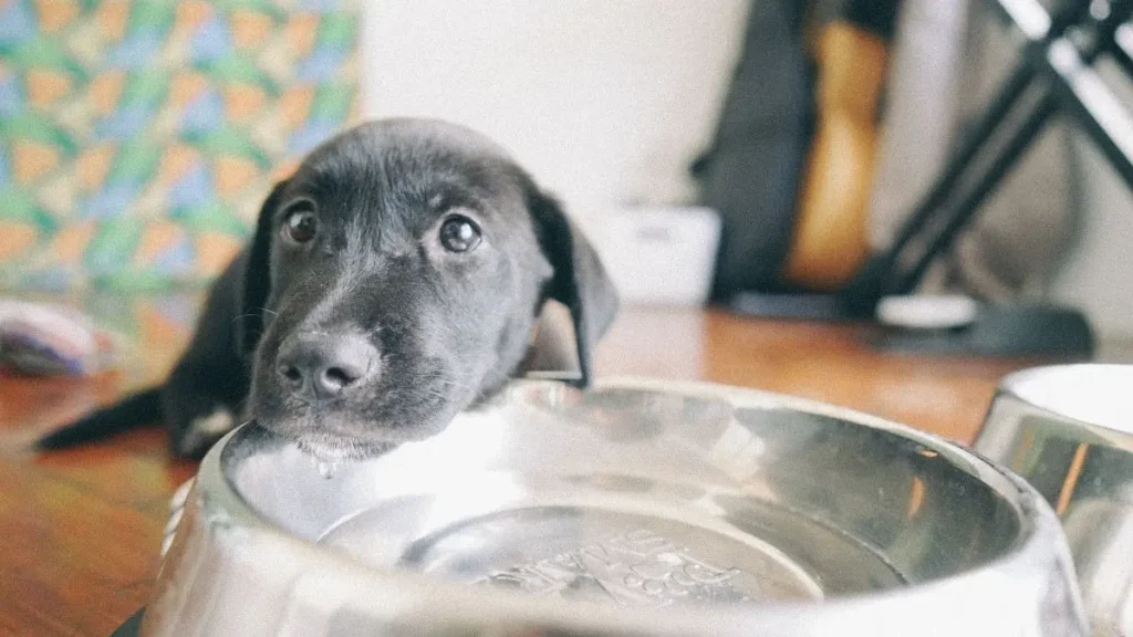 Diabetes Canina: Como Identificar e Cuidar do Seu Cão 2 Diabetes caes