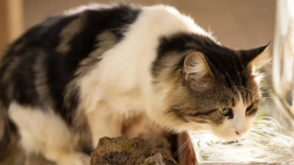Diabetes gatos
