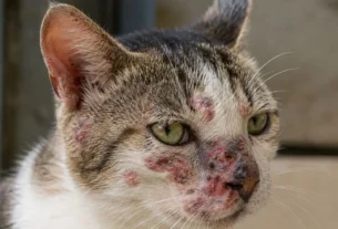 Esporotricose em gatos