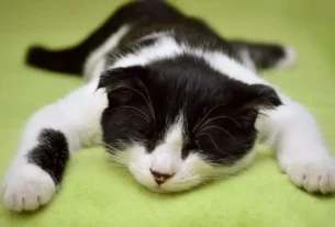 Gato que Não Come