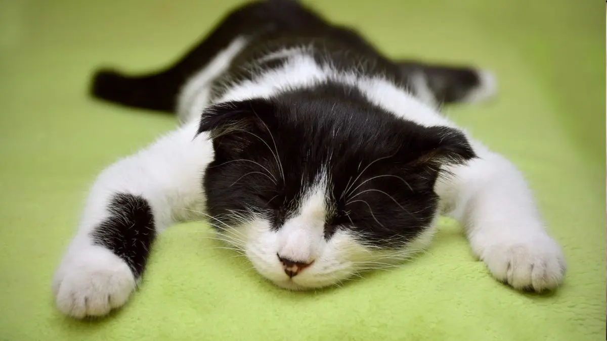 Gato que Não Come: Entenda a Inapetência Felina 1 Gato que Não Come