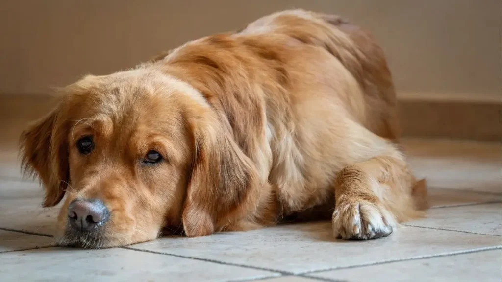 Gravidez e parto canino: cuidados, sinais e quando procurar ajuda 2 Gravidez canina
