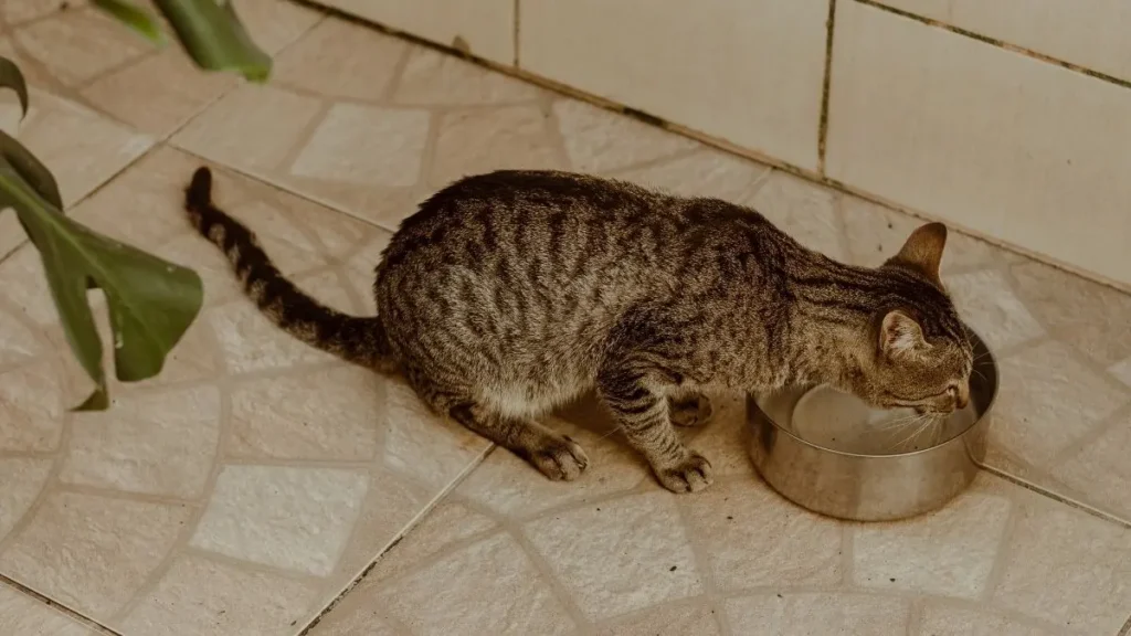 Insuficiencia Renal gatos