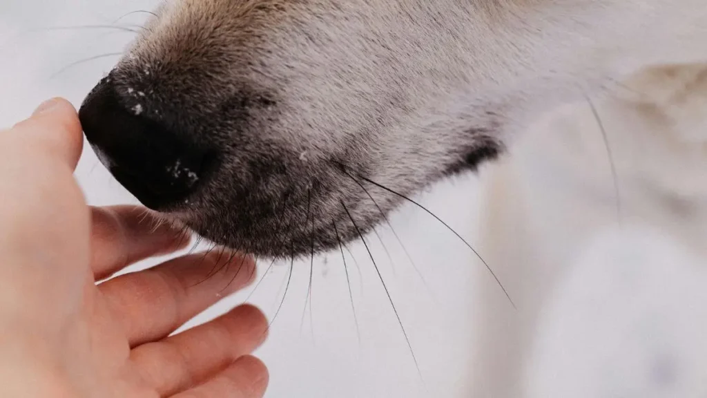 Introdução de um Novo Pet em Casa: Como Fazer com Segurança 2 Introducao de um Novo Pet em familia 1
