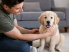 Parvovirose em cães