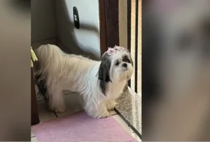 Raça Shih Tzu