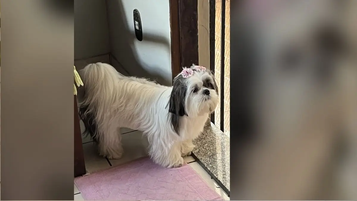Raça Shih Tzu