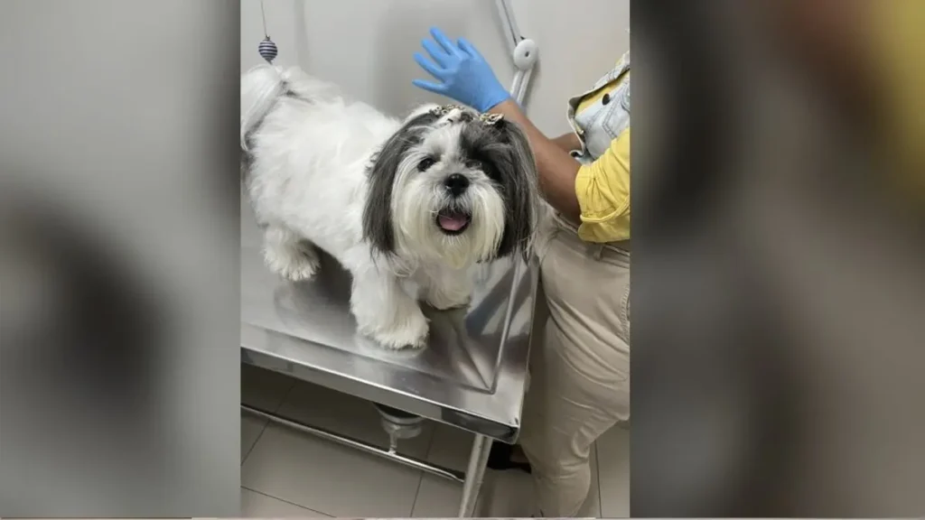 Raça Shih Tzu: características, cuidados e tudo sobre a raça 2 Raca Shihtzu