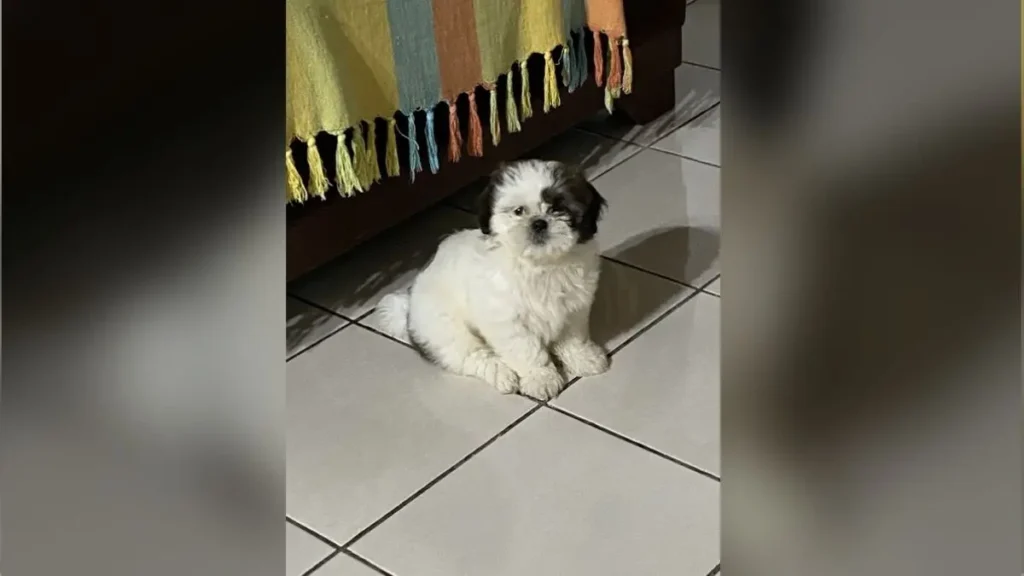 Raça Shih Tzu: características, cuidados e tudo sobre a raça 3 Raca shetos