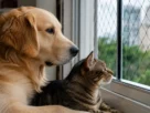 Raiva em cães e gatos