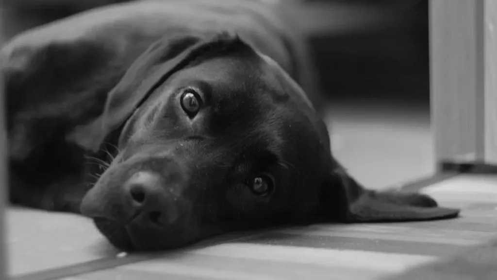 Sarna em Cães: Tipos e Tratamento Completo para Proteger Seu Pet 2 Sarna em c
